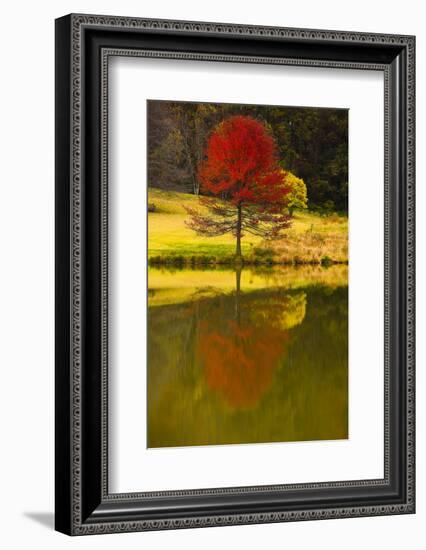 A Red Maple Tree's Reflection in the Pond in Autumn, Vienna, Virginia.-Jolly Sienda-Framed Photographic Print