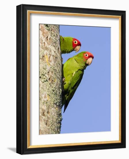 A Red-Masked Parakeet Peers from a Nest Cavity in South Florida.-Neil Losin-Framed Photographic Print