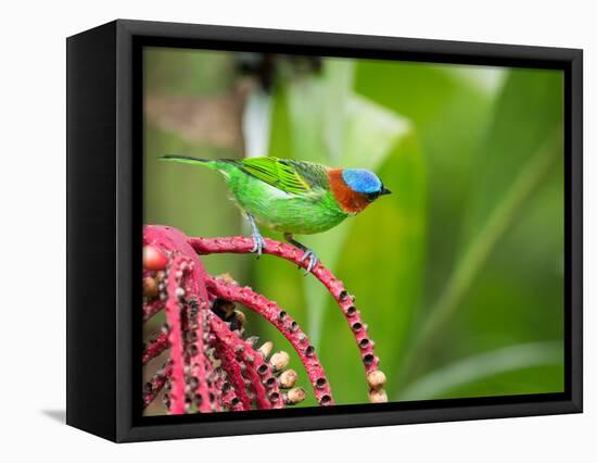 A Red-Necked Tanager Feeds from the Fruits of a Palm Tree in the Atlantic Rainforest-Alex Saberi-Framed Premier Image Canvas
