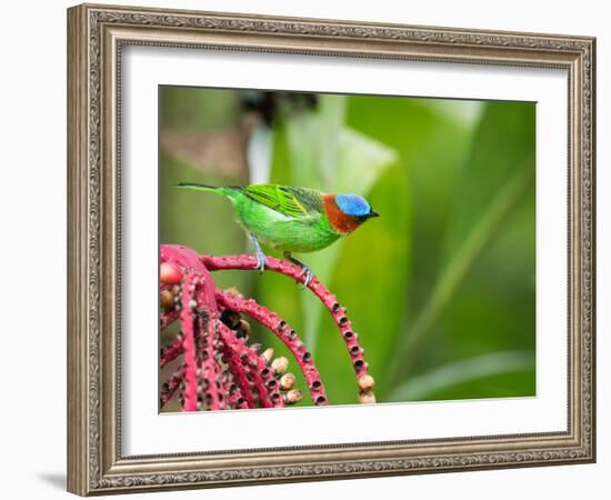 A Red-Necked Tanager Feeds from the Fruits of a Palm Tree in the Atlantic Rainforest-Alex Saberi-Framed Photographic Print