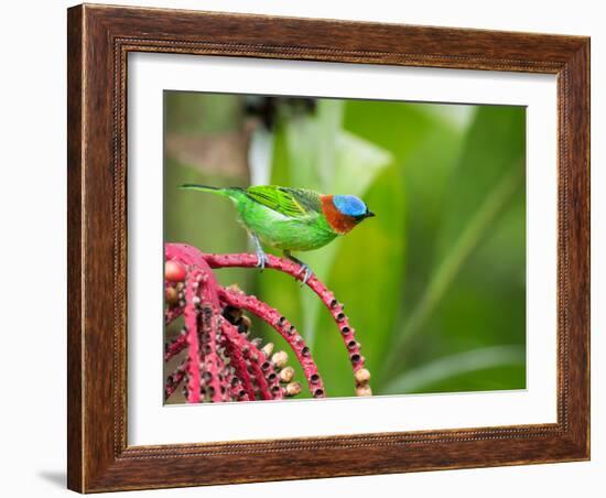 A Red-Necked Tanager Feeds from the Fruits of a Palm Tree in the Atlantic Rainforest-Alex Saberi-Framed Photographic Print