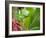 A Red-Necked Tanager Feeds from the Fruits of a Palm Tree in the Atlantic Rainforest-Alex Saberi-Framed Photographic Print