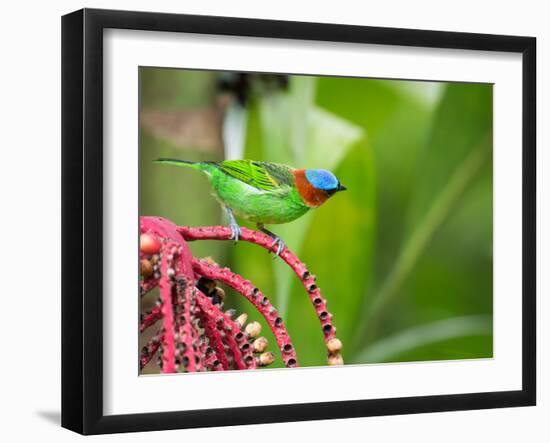 A Red-Necked Tanager Feeds from the Fruits of a Palm Tree in the Atlantic Rainforest-Alex Saberi-Framed Photographic Print