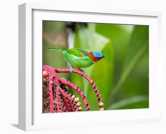 A Red-Necked Tanager Feeds from the Fruits of a Palm Tree in the Atlantic Rainforest-Alex Saberi-Framed Photographic Print