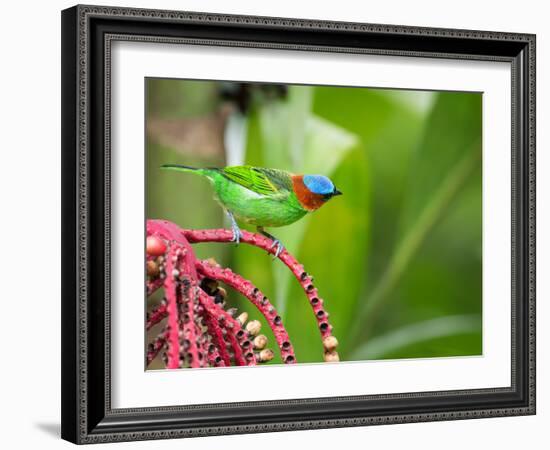 A Red-Necked Tanager Feeds from the Fruits of a Palm Tree in the Atlantic Rainforest-Alex Saberi-Framed Photographic Print