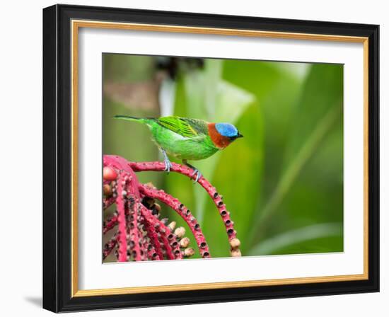 A Red-Necked Tanager Feeds from the Fruits of a Palm Tree in the Atlantic Rainforest-Alex Saberi-Framed Photographic Print