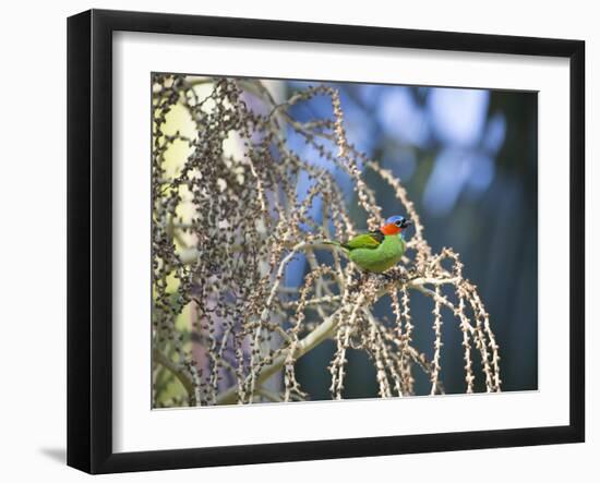 A Red-Necked Tanager, Tangara Cyanocephala, Feeding on Berries of a Palm Tree-Alex Saberi-Framed Photographic Print