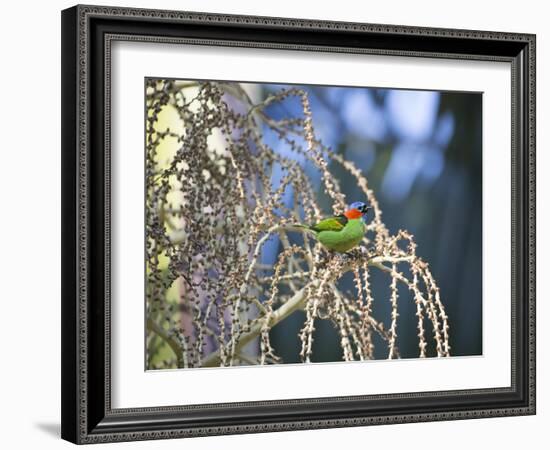 A Red-Necked Tanager, Tangara Cyanocephala, Feeding on Berries of a Palm Tree-Alex Saberi-Framed Photographic Print
