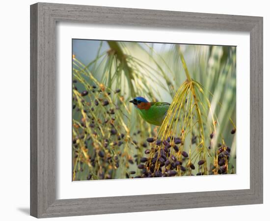 A Red-Necked Tanager, Tangara Cyanocephala, Feeds from the Fruits of a Palm Tree in Ubatuba, Brazil-Alex Saberi-Framed Photographic Print