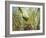 A Red-Necked Tanager, Tangara Cyanocephala, Feeds from the Fruits of a Palm Tree in Ubatuba, Brazil-Alex Saberi-Framed Photographic Print