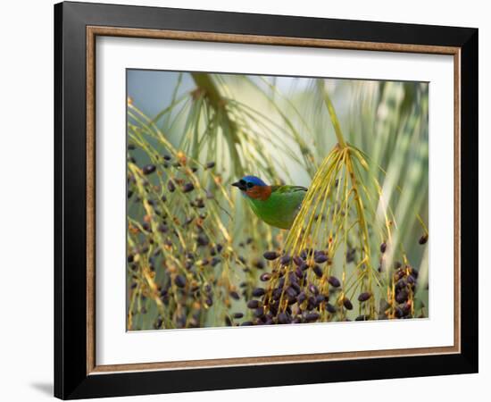A Red-Necked Tanager, Tangara Cyanocephala, Feeds from the Fruits of a Palm Tree in Ubatuba, Brazil-Alex Saberi-Framed Photographic Print