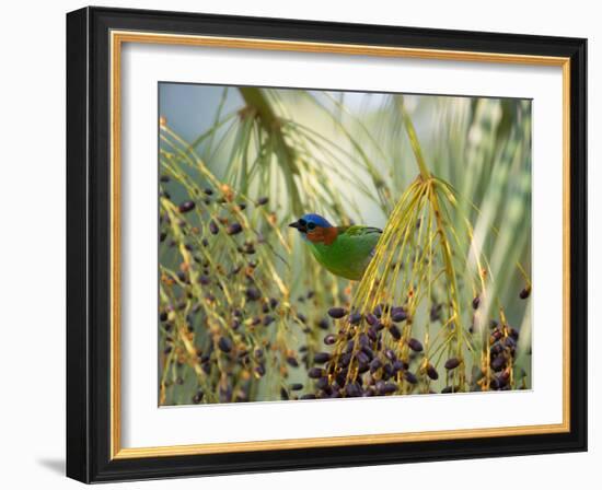 A Red-Necked Tanager, Tangara Cyanocephala, Feeds from the Fruits of a Palm Tree in Ubatuba, Brazil-Alex Saberi-Framed Photographic Print