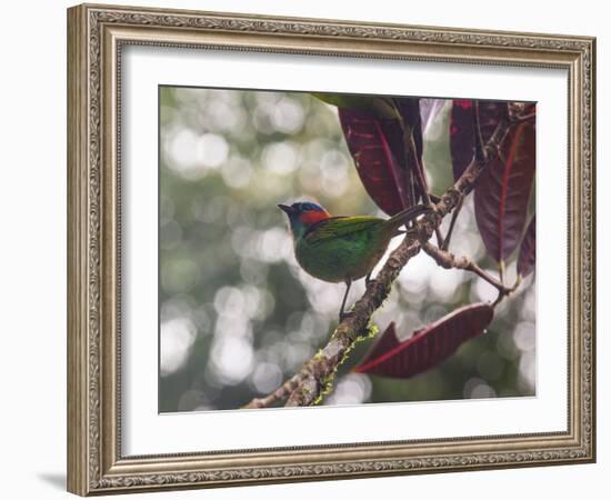 A Red-Necked Tanager, Tangara Cyanocephala, in a Tree in Ubatuba-Alex Saberi-Framed Photographic Print