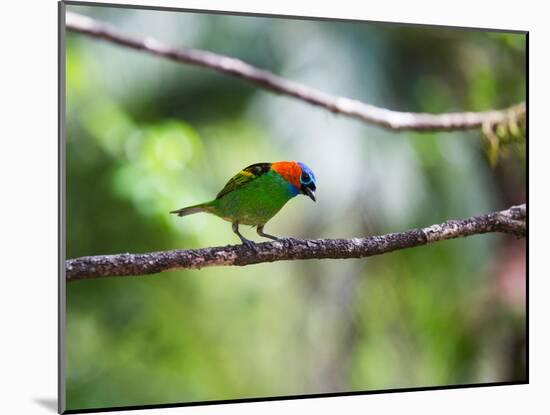 A Red-Necked Tanager, Tangara Cyanocephala, in a Tree in Ubatuba-Alex Saberi-Mounted Photographic Print
