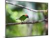 A Red-Necked Tanager, Tangara Cyanocephala, in a Tree in Ubatuba-Alex Saberi-Mounted Photographic Print