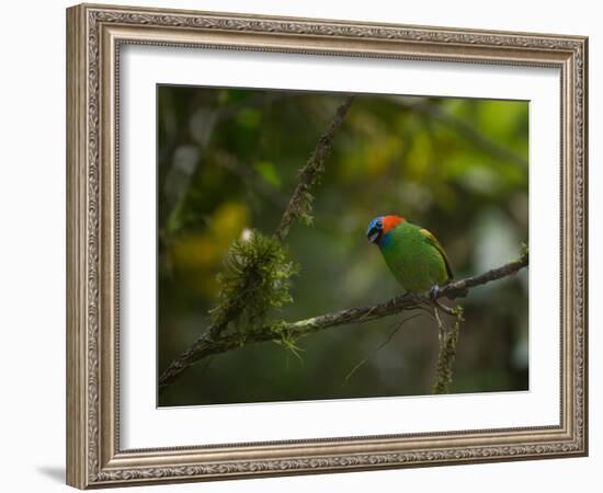 A Red-Necked Tanager, Tangara Cyanocephala, in Ubatuba-Alex Saberi-Framed Photographic Print