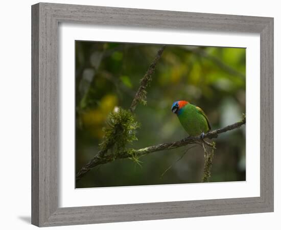 A Red-Necked Tanager, Tangara Cyanocephala, in Ubatuba-Alex Saberi-Framed Photographic Print