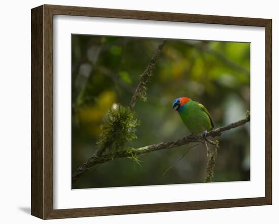 A Red-Necked Tanager, Tangara Cyanocephala, in Ubatuba-Alex Saberi-Framed Photographic Print