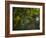 A Red-Necked Tanager, Tangara Cyanocephala, in Ubatuba-Alex Saberi-Framed Photographic Print