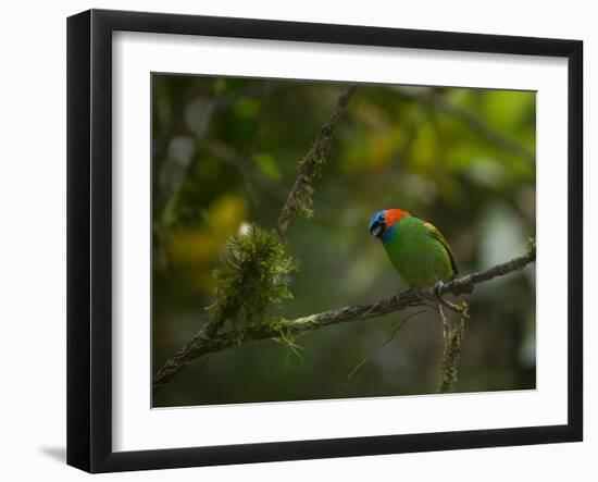 A Red-Necked Tanager, Tangara Cyanocephala, in Ubatuba-Alex Saberi-Framed Photographic Print