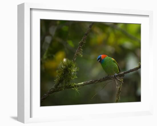 A Red-Necked Tanager, Tangara Cyanocephala, in Ubatuba-Alex Saberi-Framed Photographic Print