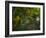 A Red-Necked Tanager, Tangara Cyanocephala, in Ubatuba-Alex Saberi-Framed Photographic Print