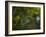 A Red-Necked Tanager, Tangara Cyanocephala, in Ubatuba-Alex Saberi-Framed Photographic Print