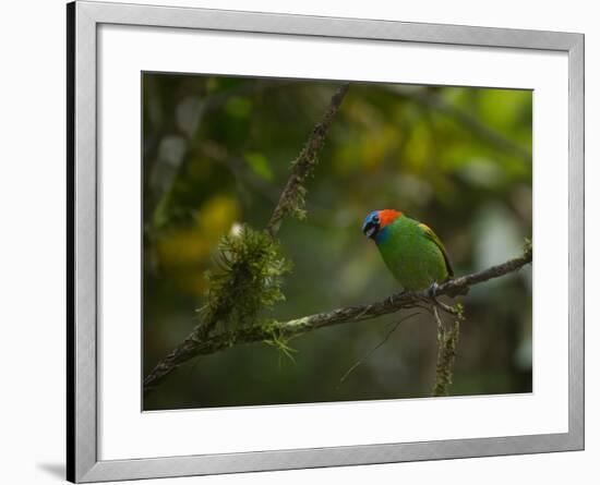 A Red-Necked Tanager, Tangara Cyanocephala, in Ubatuba-Alex Saberi-Framed Photographic Print