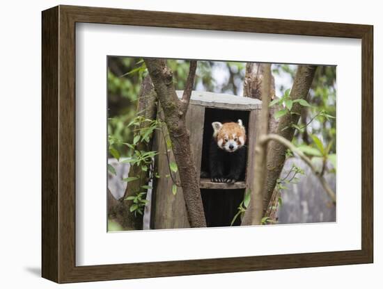 A Red Panda Remains Hidden in His Shelter-Roberto Moiola-Framed Photographic Print