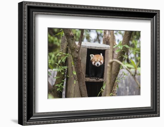 A Red Panda Remains Hidden in His Shelter-Roberto Moiola-Framed Photographic Print