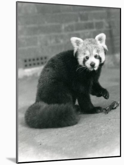 A Red Panda Sitting at London Zoo, 1917-Frederick William Bond-Mounted Photographic Print