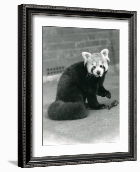 A Red Panda Sitting at London Zoo, 1917-Frederick William Bond-Framed Photographic Print