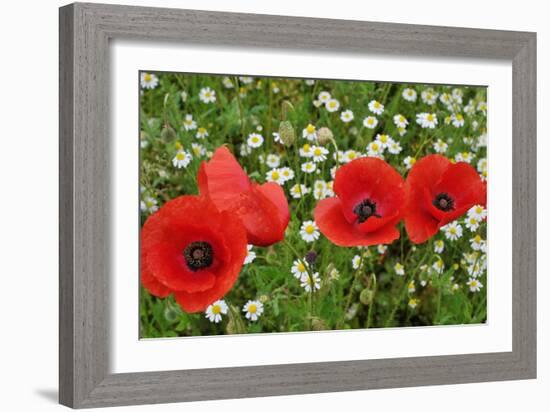 A Red Poppy Flowers-Frank May-Framed Photo