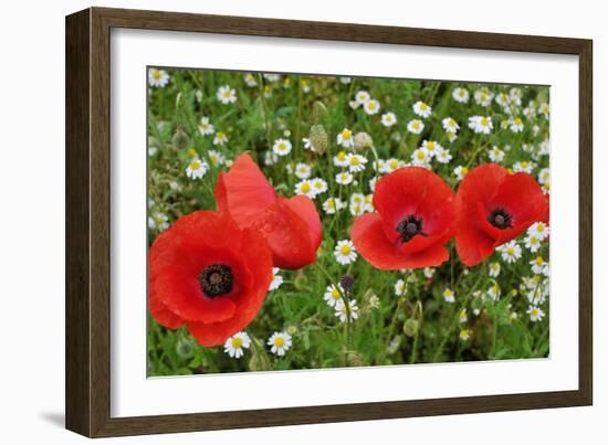 A Red Poppy Flowers-Frank May-Framed Photo