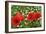 A Red Poppy Flowers-Frank May-Framed Photo