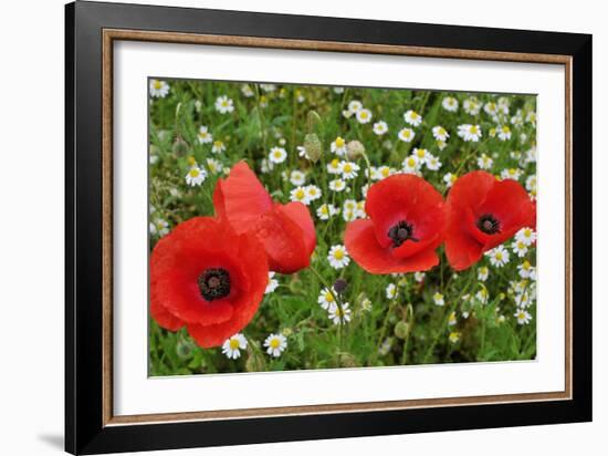 A Red Poppy Flowers-Frank May-Framed Photo