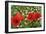 A Red Poppy Flowers-Frank May-Framed Photo