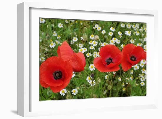 A Red Poppy Flowers-Frank May-Framed Photo