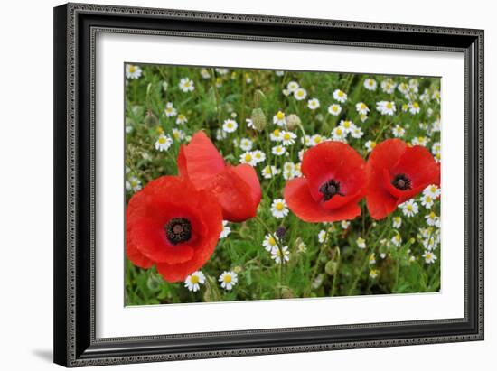 A Red Poppy Flowers-Frank May-Framed Photo