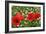 A Red Poppy Flowers-Frank May-Framed Photo