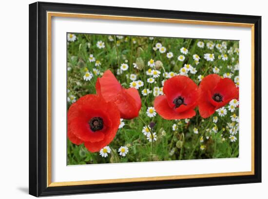 A Red Poppy Flowers-Frank May-Framed Photo