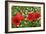 A Red Poppy Flowers-Frank May-Framed Photo