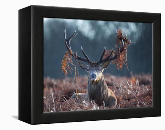 A Red Stag Adorns Himself with Foliage on a Winter Morning in Richmond Park-Alex Saberi-Framed Premier Image Canvas