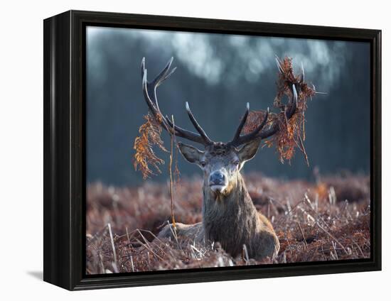 A Red Stag Adorns Himself with Foliage on a Winter Morning in Richmond Park-Alex Saberi-Framed Premier Image Canvas