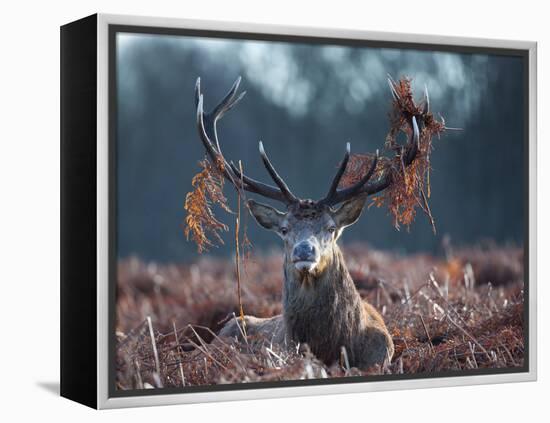 A Red Stag Adorns Himself with Foliage on a Winter Morning in Richmond Park-Alex Saberi-Framed Premier Image Canvas