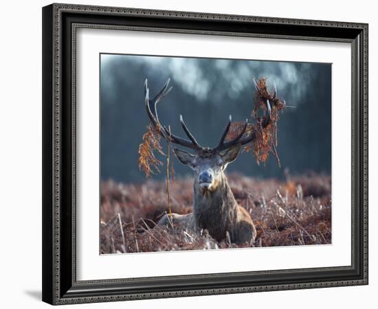 A Red Stag Adorns Himself with Foliage on a Winter Morning in Richmond Park-Alex Saberi-Framed Photographic Print