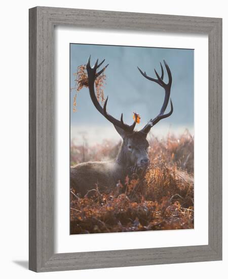 A Red Stag Adorns Himself with Foliage on a Winter Morning in Richmond Park-Alex Saberi-Framed Photographic Print