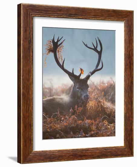 A Red Stag Adorns Himself with Foliage on a Winter Morning in Richmond Park-Alex Saberi-Framed Photographic Print