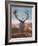 A Red Stag Adorns Himself with Foliage on a Winter Morning in Richmond Park-Alex Saberi-Framed Photographic Print