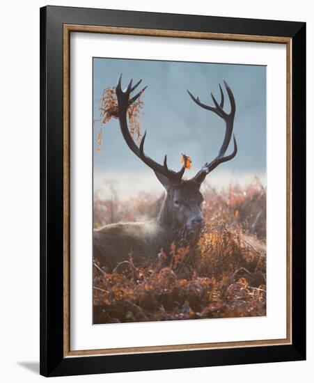 A Red Stag Adorns Himself with Foliage on a Winter Morning in Richmond Park-Alex Saberi-Framed Photographic Print